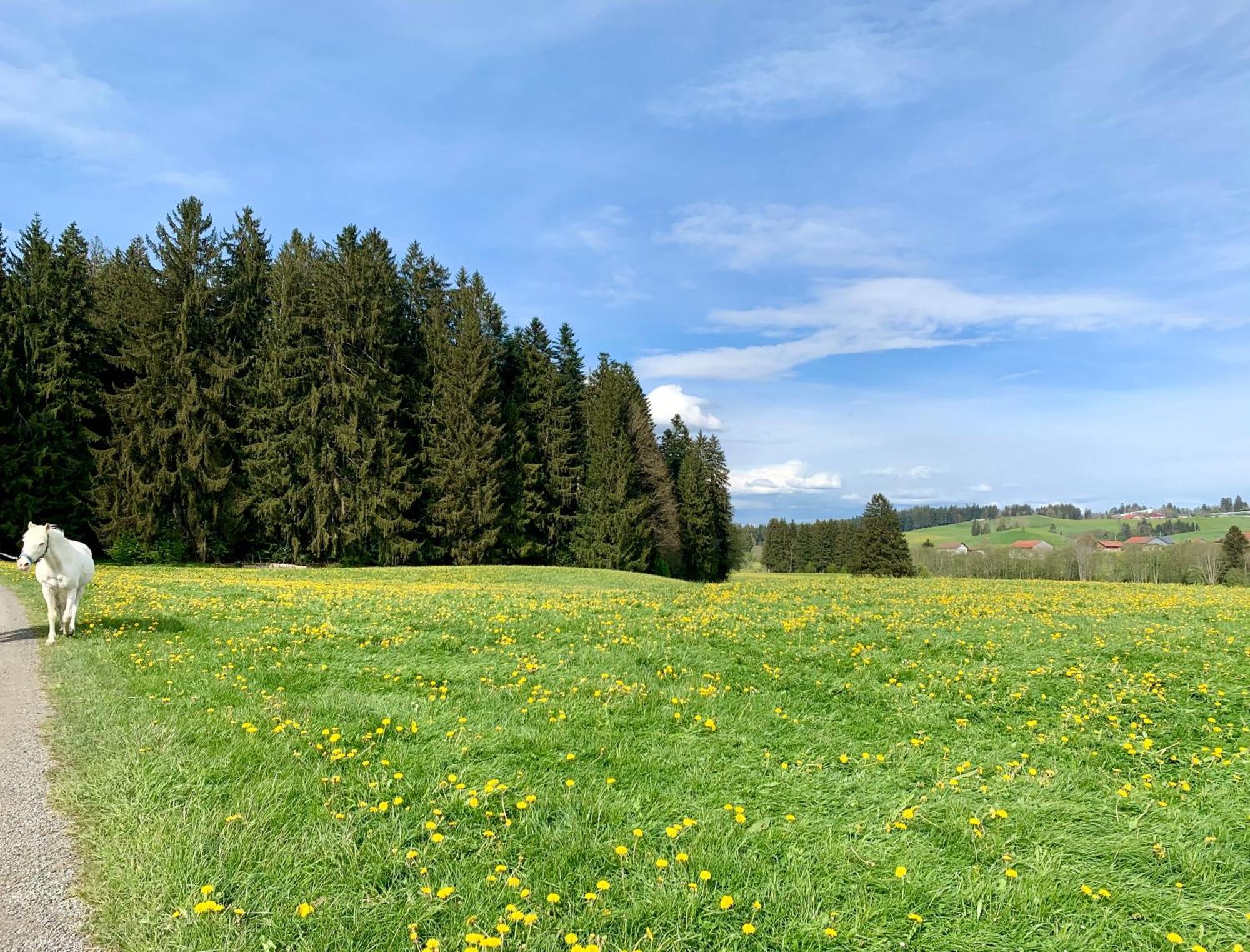 Lindners Hideaways - Bergnest Lodge - Bergblick Fewo 6 Pers Balkon Garten Hund Ski Unterkunft Luftkurort Oberreute Naehe Buchenegger Wasserfaelle Eistobel Bodensee Eksteriør billede